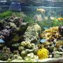 77 gallons reef tank (mostly live coral and fish) - 77 us/gal reef tank Fishs: Amphiprion ocellaris, Amphiprion percula, Chromis viridis, Gobiodon okinawae, Pseudanthias squamipinnis, Gramma loreto, Salarias fasciatus. Corals: Frogspawn, Torch coral, Zooanthus, Mushrooms, Green star polyps, Hammers, Sun coral, Xénia, Cabbage leather coral, Ricordea.