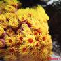 corals inverts - tubastrea faulkneri - orange sun coral stocking in 77 gallons tank - Sun coral