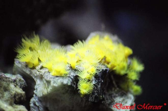 corals inverts - undescribed zoanthid - colony polyp, yellow stocking in 77 gallons tank - Yellow polyps (Parazoanthus sp.)