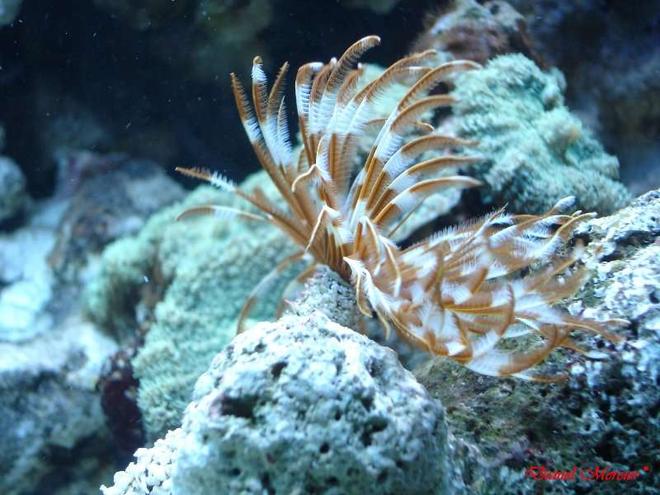 corals inverts - sabellastarte magnifica - magnificent feather duster stocking in 77 gallons tank - Feather duster (Sabellastarte magnifica)