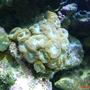 corals inverts - caulastrea furcata - candy cane coral stocking in 77 gallons tank - Candy cane coral (Caulastrea furcata)