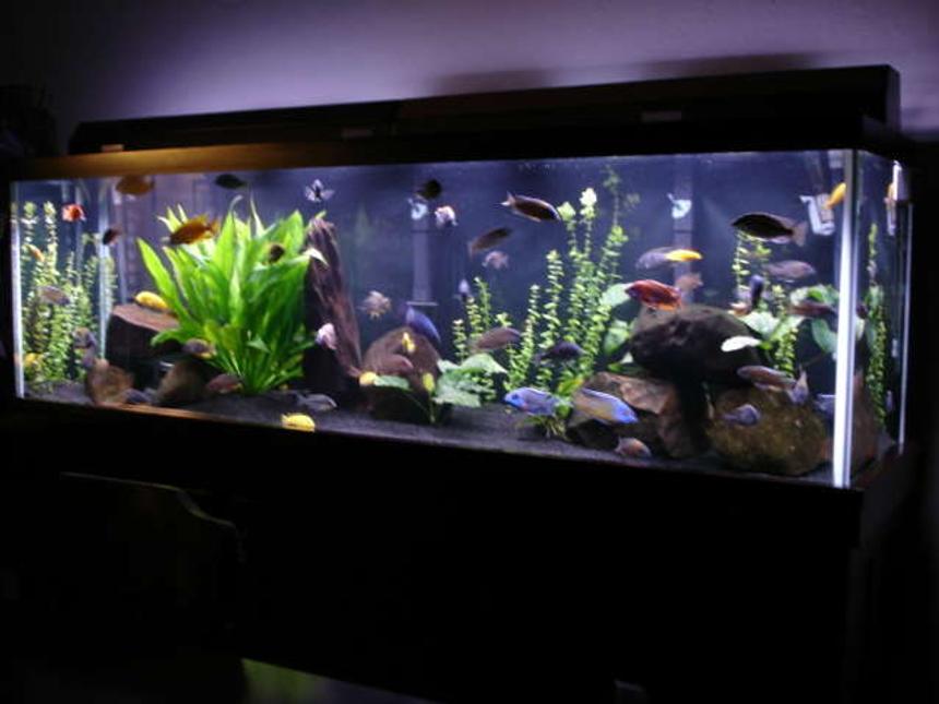 Rated #333: 125 Gallons Freshwater Fish Tank - 125 gallon malawi mixed tank