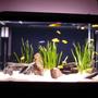 125 gallons freshwater fish tank (mostly fish and non-living decorations) - 58 gallon saulosi species tank