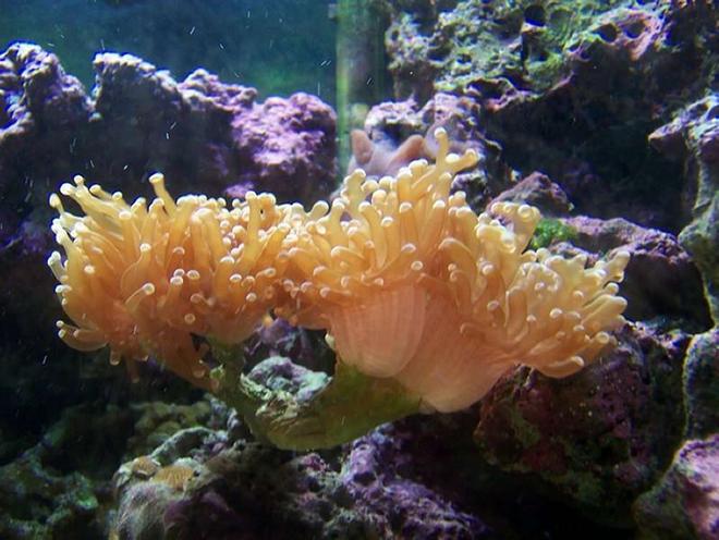 corals inverts - euphyllia paradivisa - frogspawn coral stocking in 72 gallons tank - Frogspawn