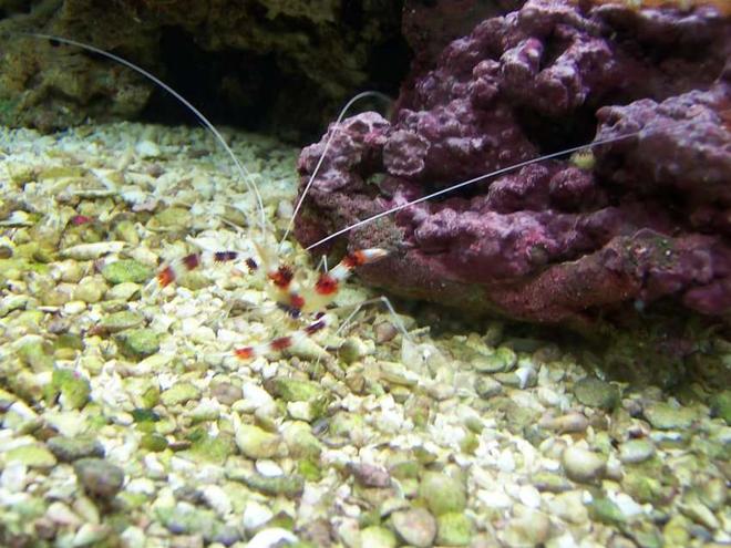 corals inverts - stenopus hispidus - banded coral shrimp stocking in 72 gallons tank - Coral Banded Shrimp