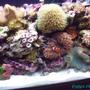 15 gallons reef tank (mostly live coral and fish) - My little slice of heaven