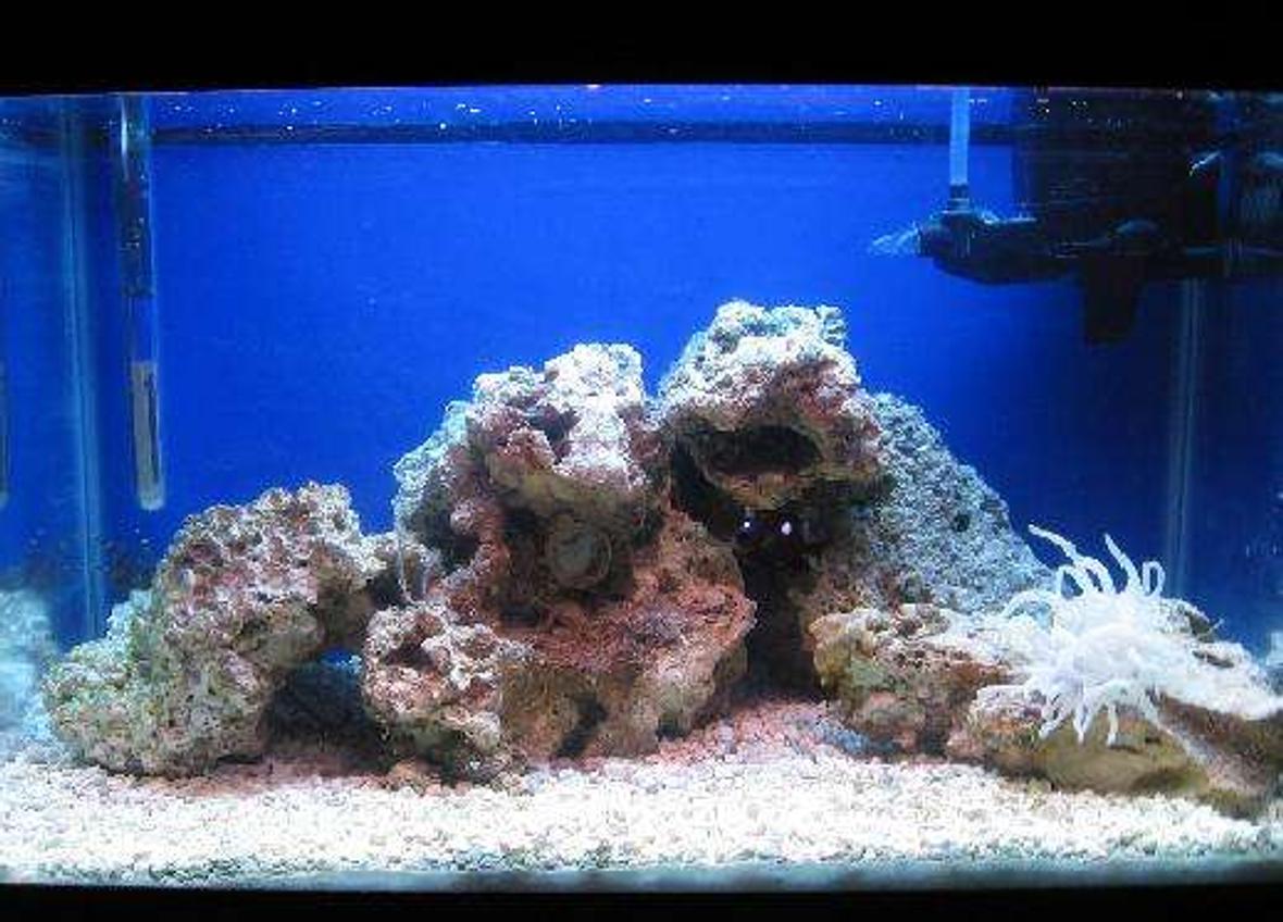 10 gallons reef tank (mostly live coral and fish) - This picture may appear to be a little fuzzy, but that is only because I had to crop it to fit.