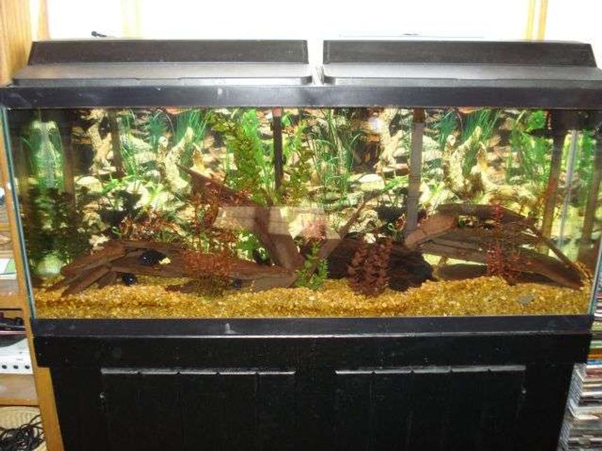 Rated #371: 55 Gallons Freshwater Fish Tank - my 55 gal look at all the evil eyes