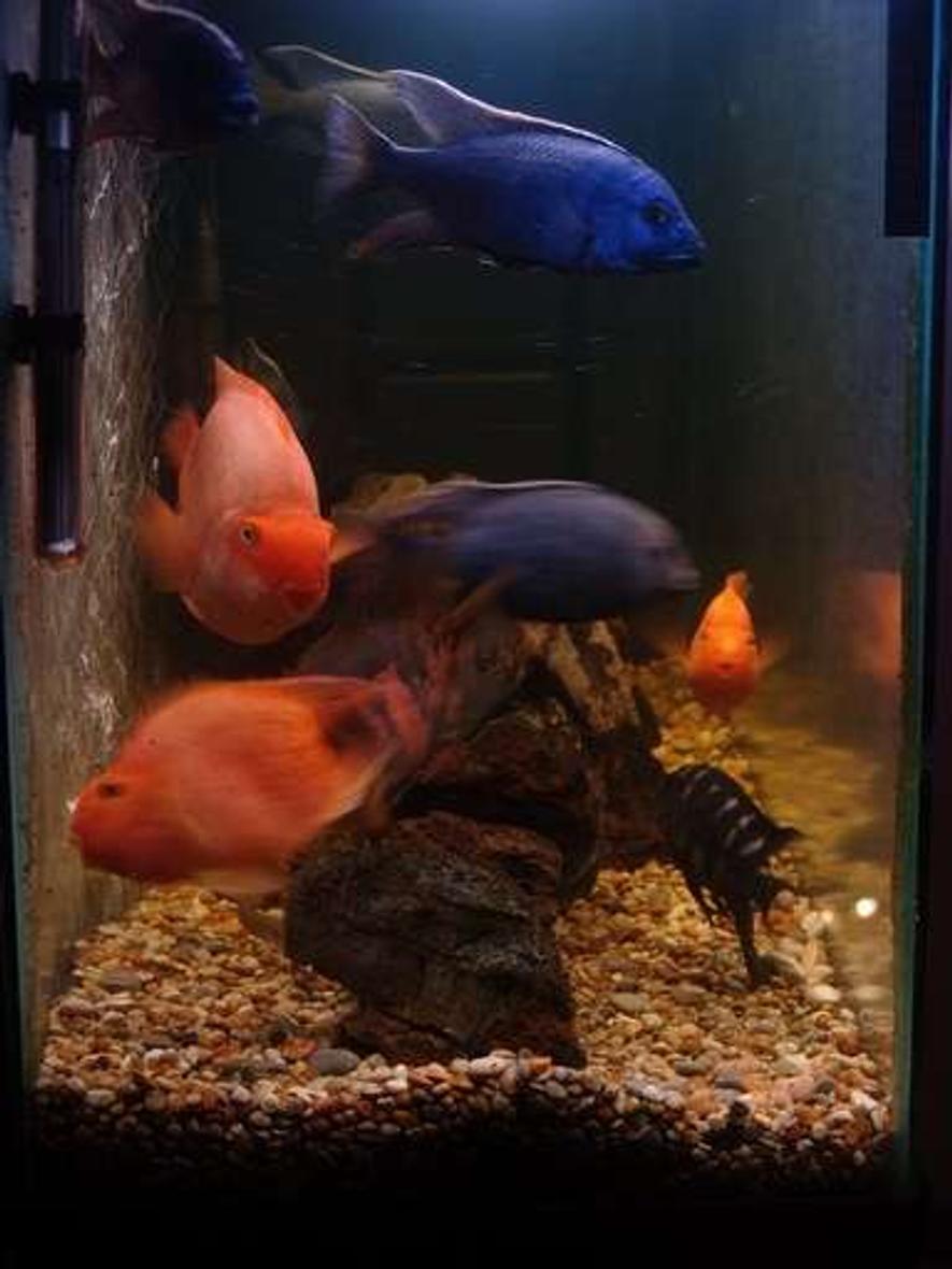 Rated #96: Freshwater Fish - Heros Severus X Amphilophus Citrinellum - Blood Parrot Stocking In 120 Gallons Tank - Tank Placid side