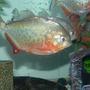 freshwater fish - pygocentrus nattereri - redbellied pirhana stocking in 70 gallons tank - my big guy