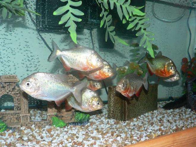 freshwater fish - pygocentrus nattereri - redbellied pirhana stocking in 70 gallons tank - RED BELLY PIRANHAS