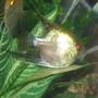 freshwater fish - pterophyllum scalare - smokey angelfish stocking in 60 gallons tank - Smokey angelfish female lating eggs.
