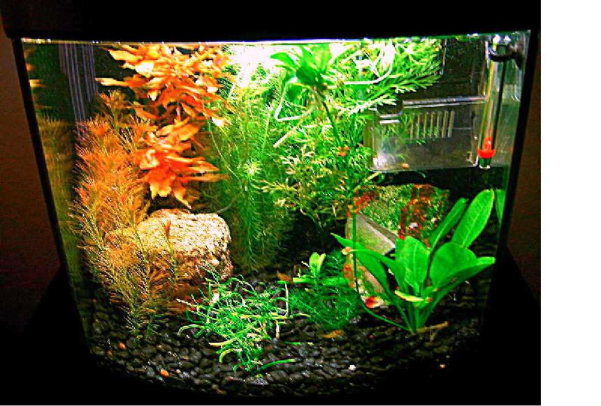 Rated #1683: Planted Tank - puffer