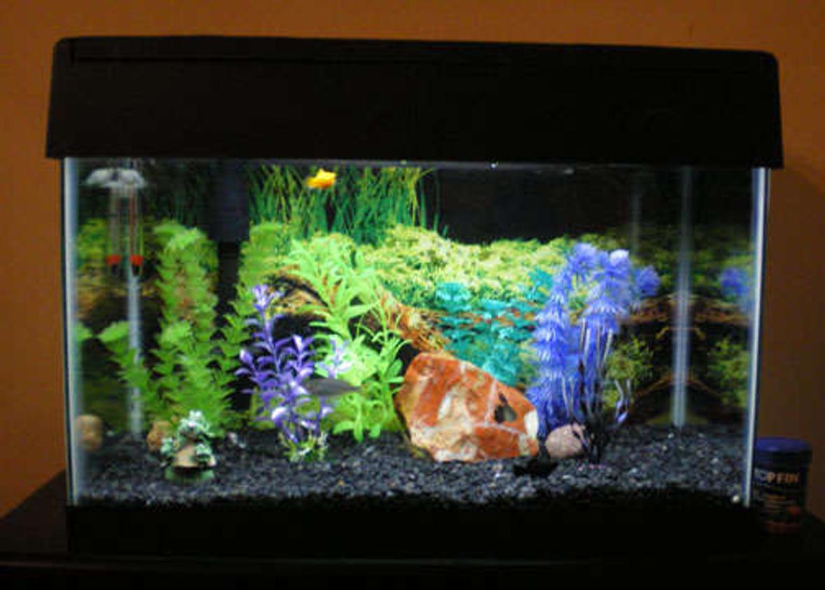 55 gallons freshwater fish tank (mostly fish and non-living decorations) - 10gal w/eclipse hood