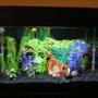 55 gallons freshwater fish tank (mostly fish and non-living decorations) - 10gal w/eclipse hood