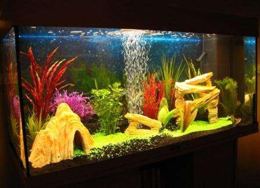 Rated #293: 40 Gallons Freshwater Fish Tank - My new Rio 180. It only has 5 zebra danios in at the moment, but very much looking forward to adding  more fish when the tank has cycled..
