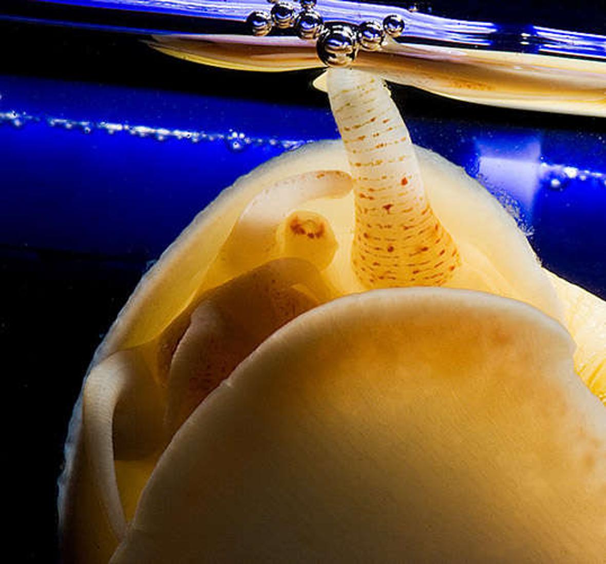 corals inverts - pomacea canaliculata - apple snail stocking in 56 gallons tank - Apple Snail Going for a breath of Air