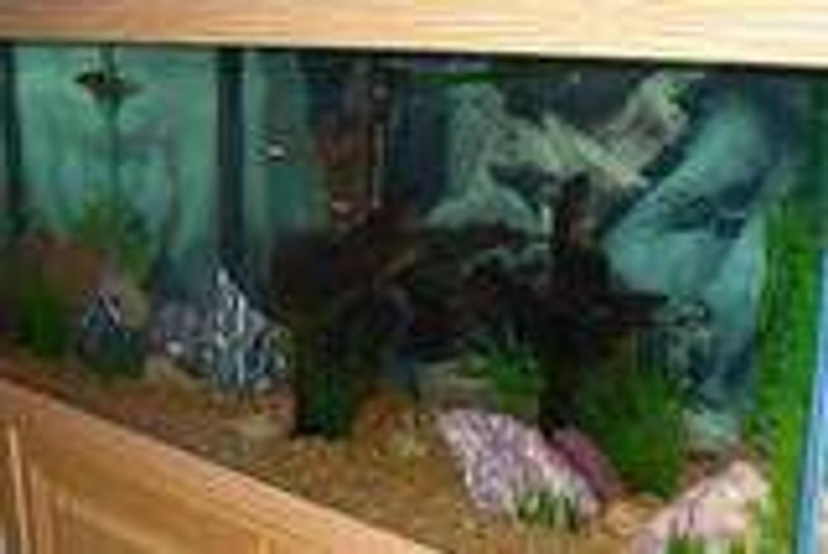75 gallons freshwater fish tank (mostly fish and non-living decorations) - 75 Gal Freshwater- Wanted natural tank. Had to put my foot down on the sunken ship - and won! Feedback appreciated.