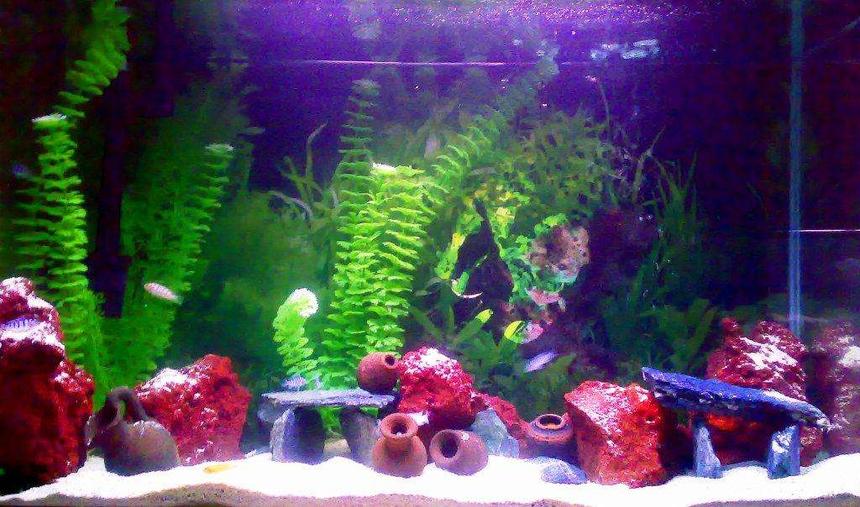 Rated #435: 30 Gallons Freshwater Fish Tank - My new cichlid tank!