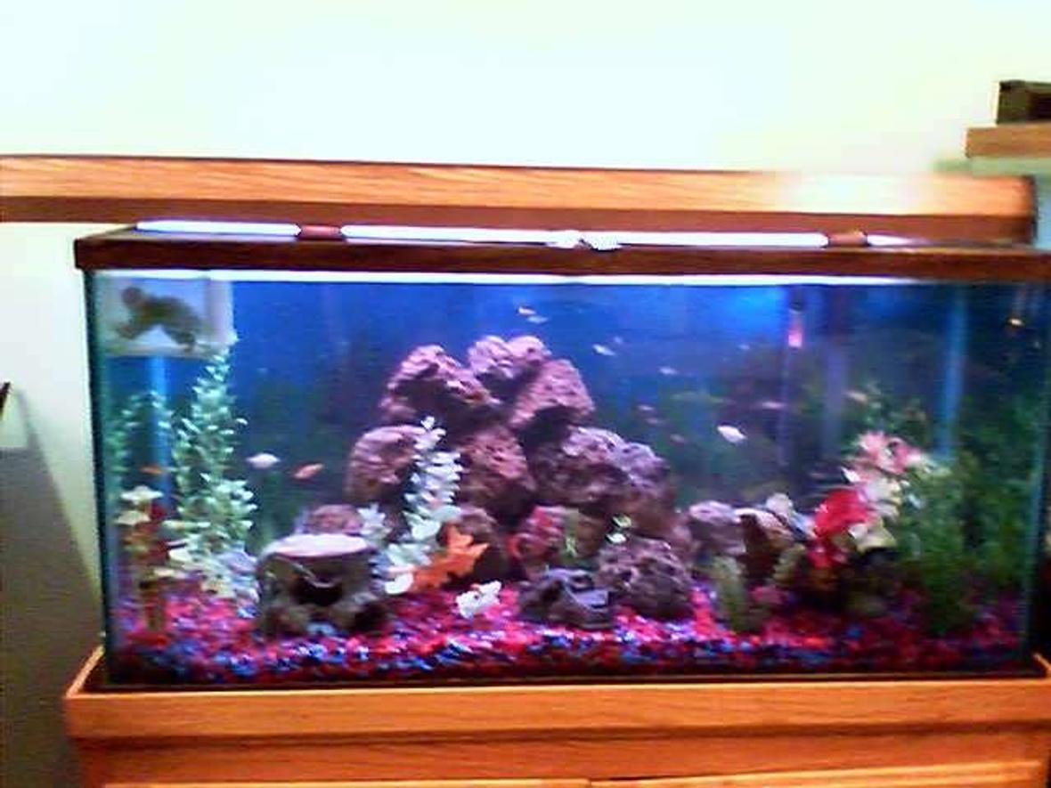 75 gallons freshwater fish tank (mostly fish and non-living decorations) - ONE OF THE FEW TANKS I HAVE PICTURES OF.