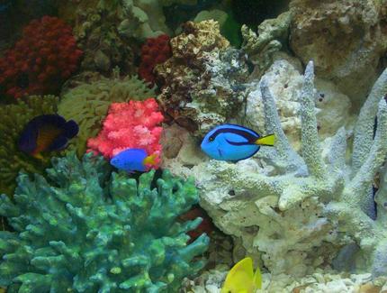 saltwater fish - paracanthurus hepatus - blue tang stocking in 55 gallons tank - some of my fish