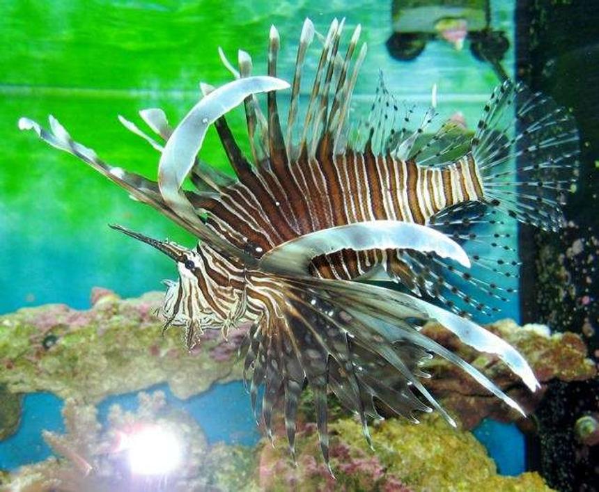 Rated #18: Saltwater Fish - Pterois Volitans - Volitan Lionfish Stocking In 155 Gallons Tank - Lionfish