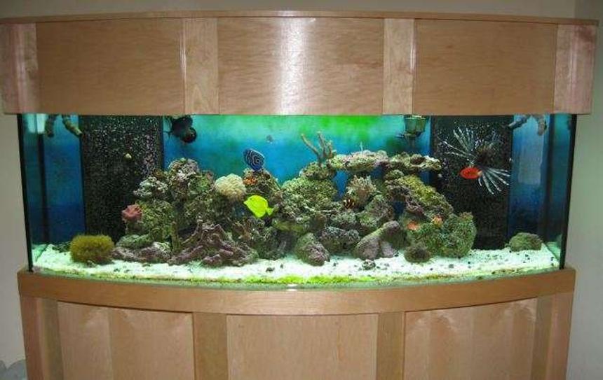Rated #138: 155 Gallons Reef Tank - 155 bow 6 Months