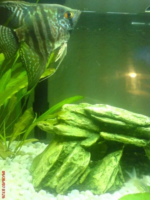 Rated #48: Fish Tank Picture - My Angel
The One Survivor
My True Love
