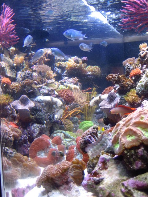Rated #12: Fish Tank Picture - A CLOSER LOOK