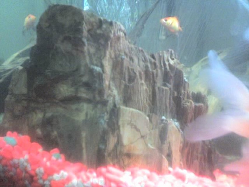 Rated #71: Fish Tank Picture - my mineral ( stone) with fish....if you look long enough, there is a face on it...look again