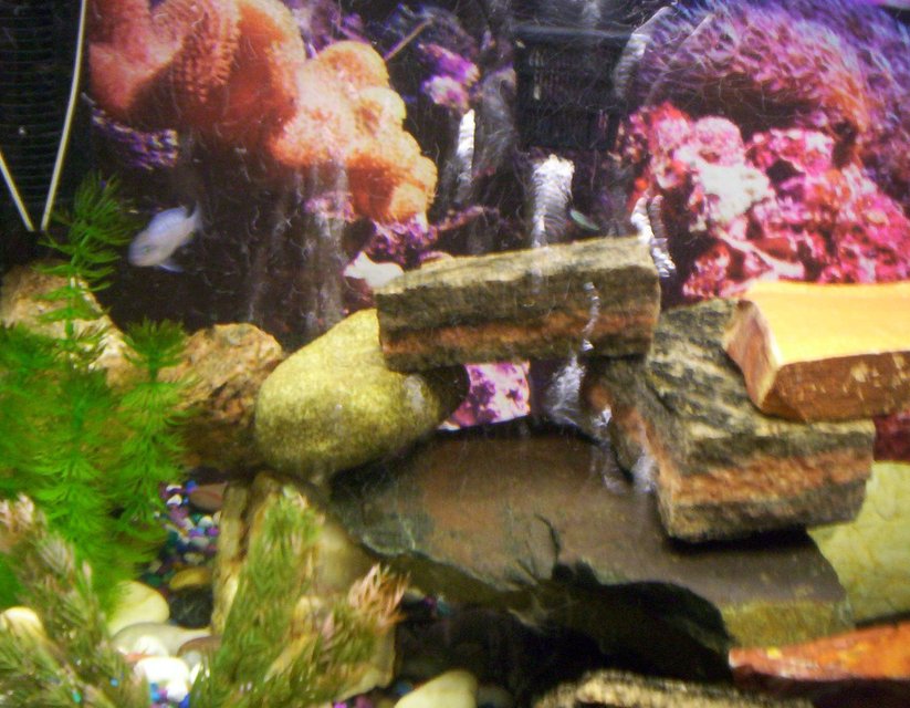 Rated #62: Fish Tank Picture - Some pics of my fish