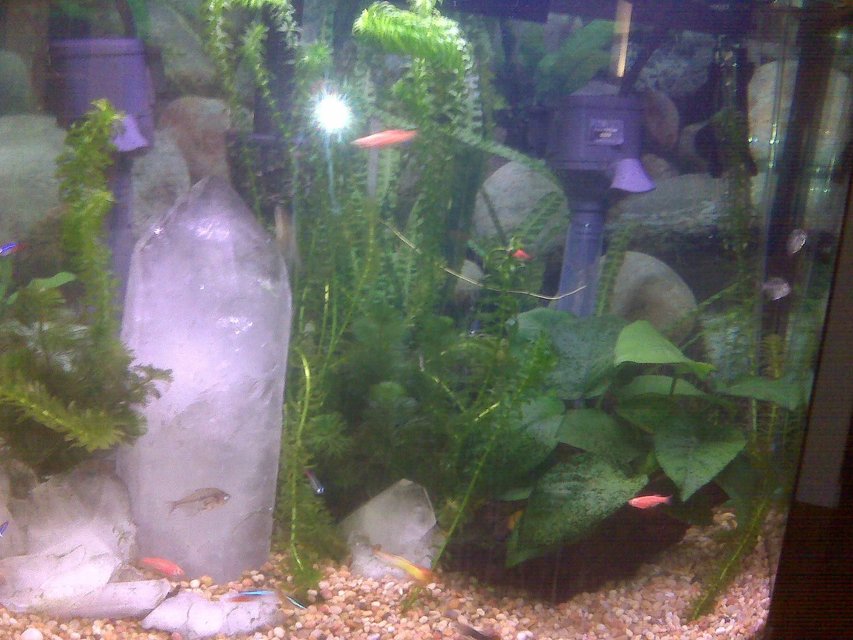 Rated #67: Fish Tank Picture