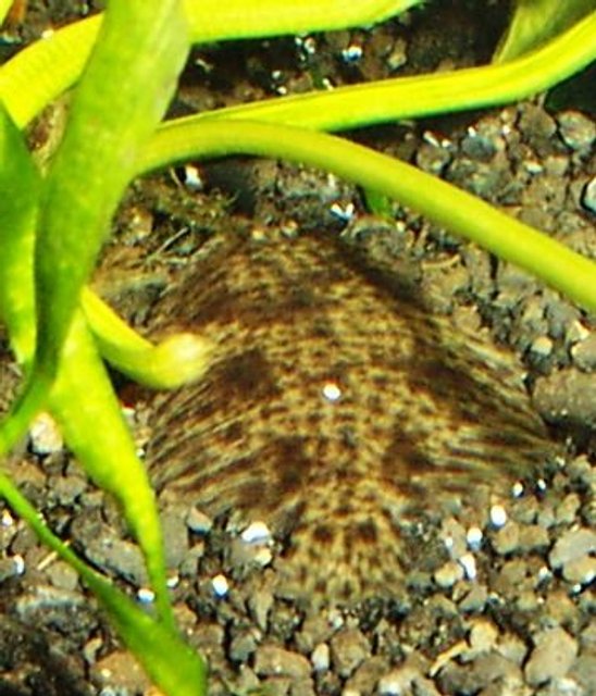 Rated #35: Fish Tank Picture - fresh water flounder, 1 of three