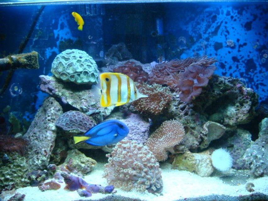 Rated #32: Fish Tank Picture - tank