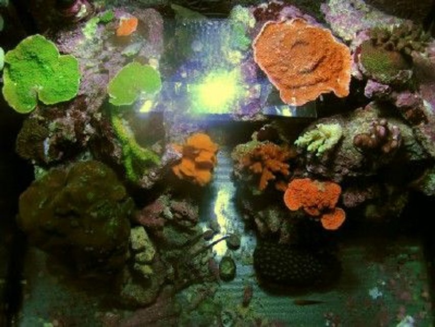 Rated #51: Fish Tank Picture - 29 gallon Bio Cube mostly SPS top down picture.