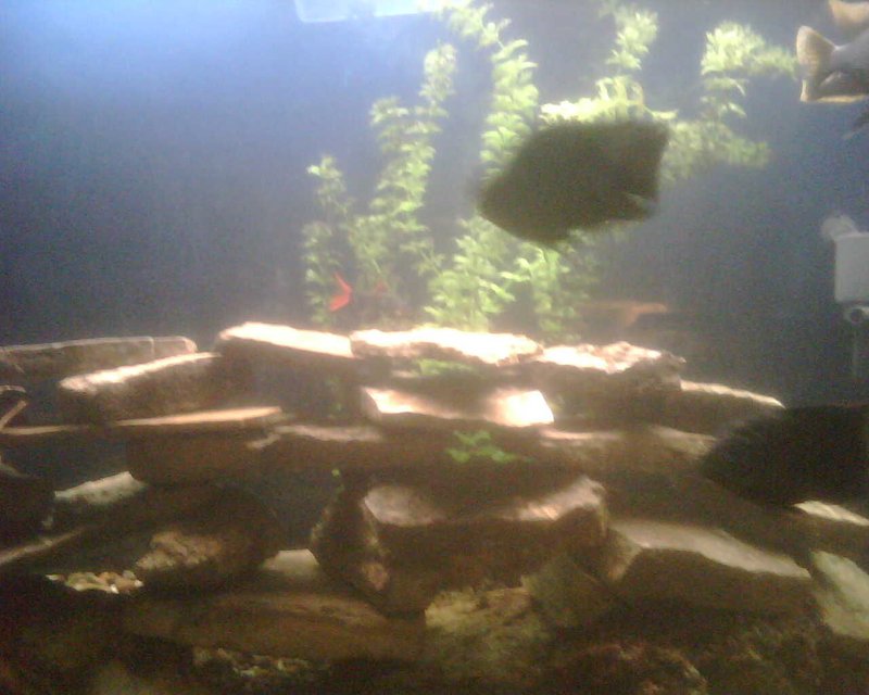Rated #64: Fish Tank Picture - Just Roaming