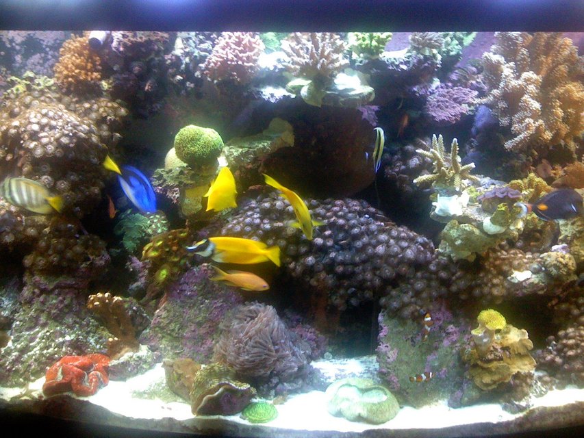 Rated #17: Fish Tank Picture - 2nd pic of center of tank