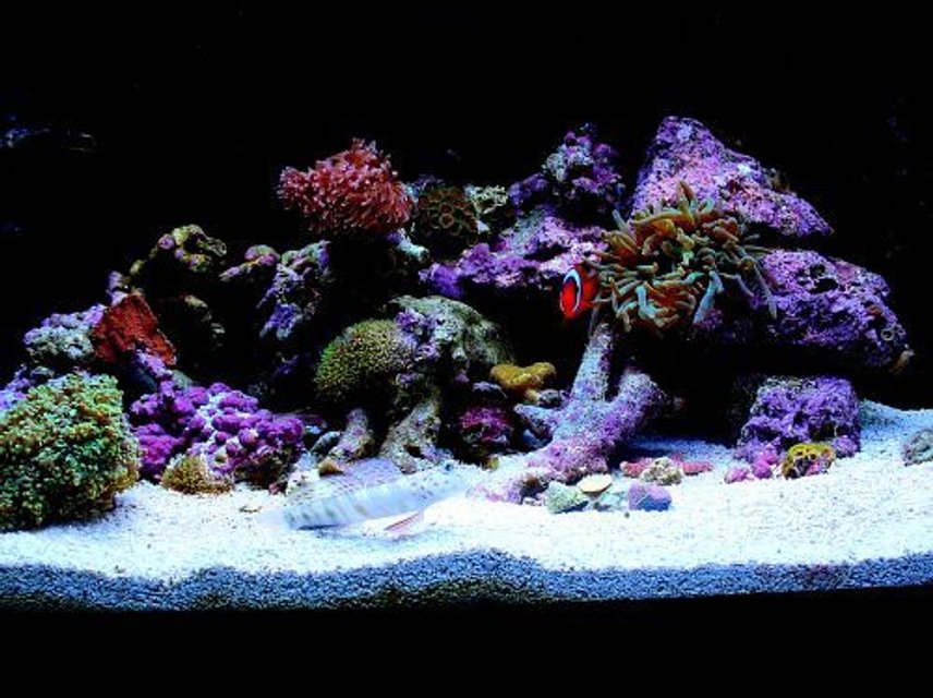 Rated #45: Fish Tank Picture - My 15 gallon mixed reef