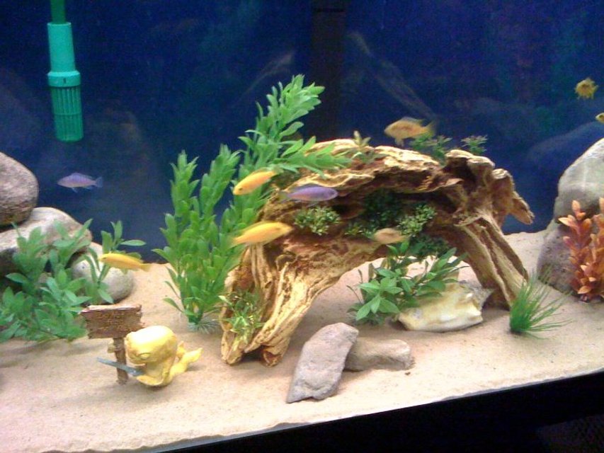 Rated #59: Fish Tank Picture - cichlids!