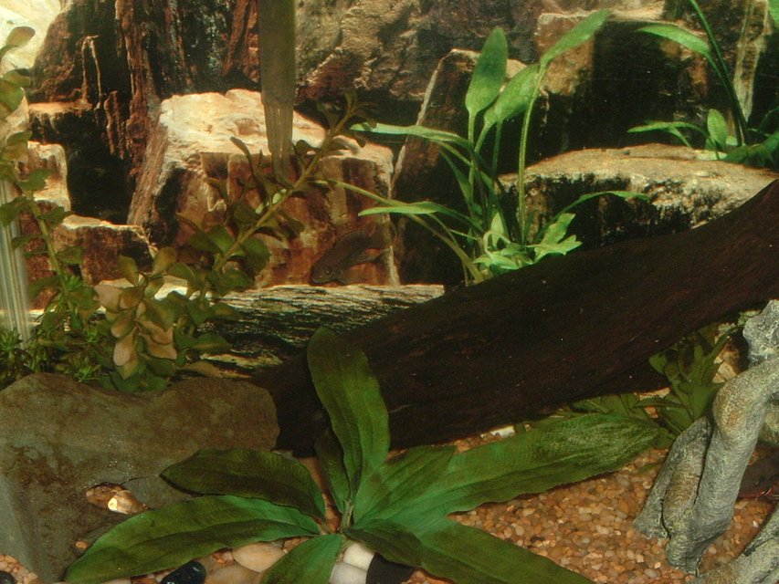 Rated #54: Fish Tank Picture - 29 Gallon Green Terror Babies