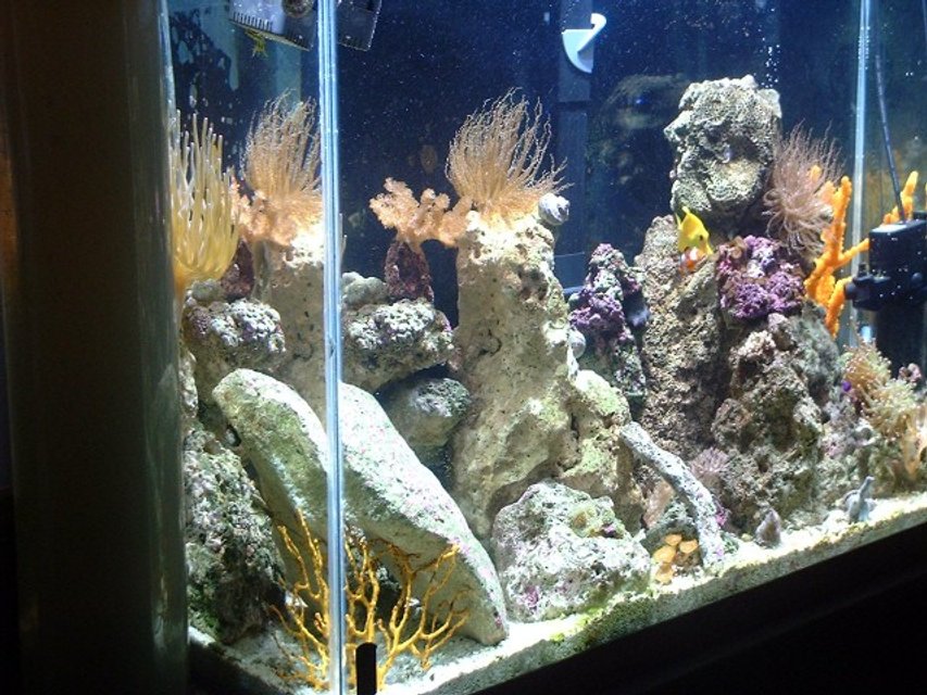 Rated #39: Fish Tank Picture - Left side is 400 watt  MH light too much for a 29 gallon