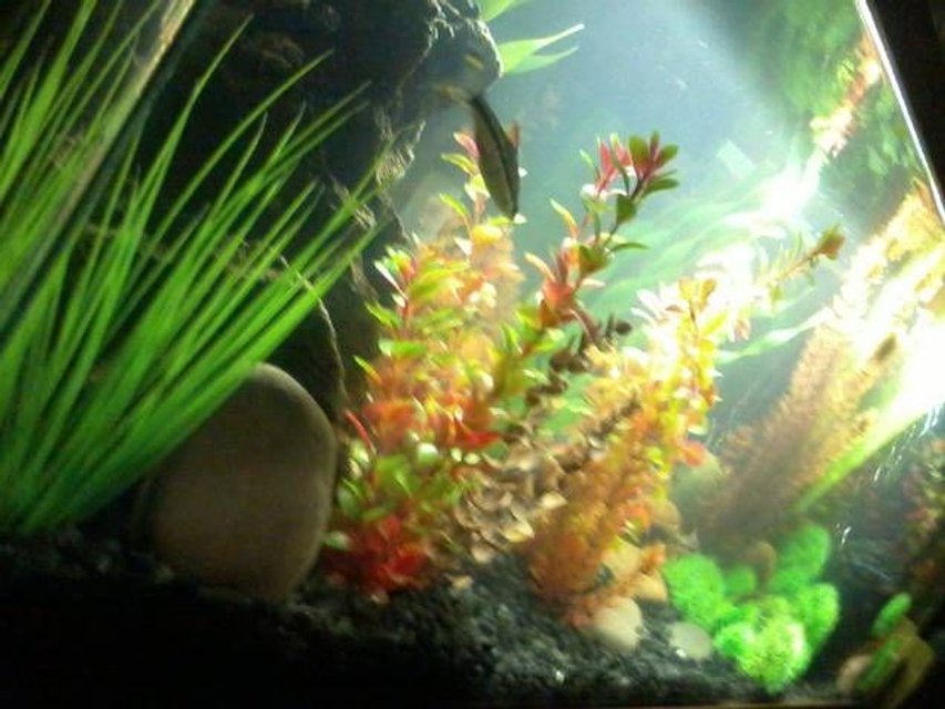 Rated #66: Fish Tank Picture