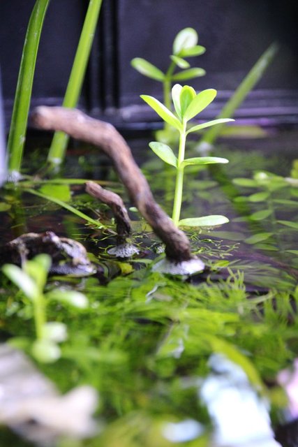 Rated #74: Fish Tank Picture - surface