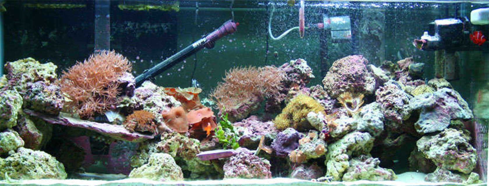 Rated #38: Fish Tank Picture - Another Shot of the tank.