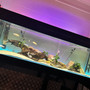 fish tank picture - My tank