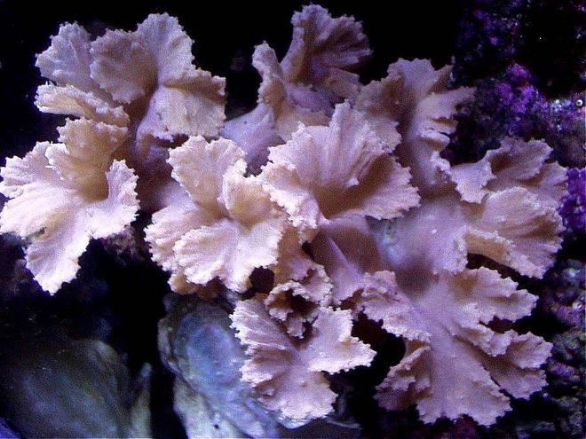 corals inverts - sinularia brassica - cabbage leather coral stocking in 20 gallons tank - CABBAGE LEATHER CORAL IN BACK LEFT SIDE OF THIS 20XH REEF