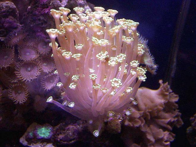 corals inverts - alveopora sp. - alveopora coral stocking in 20 gallons tank - ALVEOPORA CORAL  RT SIDE MID 20XH REEF