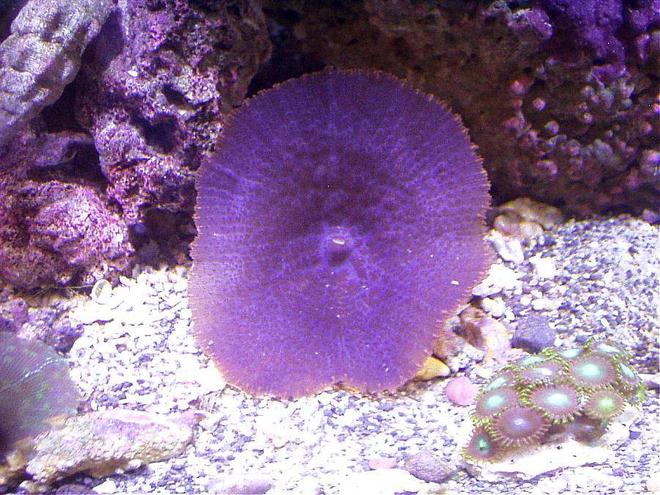 corals inverts - actinodiscus sp. - purple mushroom stocking in 20 gallons tank - EXTREMELY RARE FIRE ORANGE RIM PURPLE MUSHROOM ON THE RT. SIDE BOTTOM IN THIS 20XH REEF