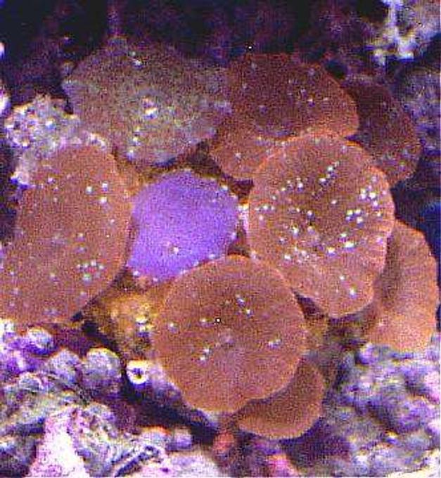 corals inverts - actinodiscus sp. - red mushroom stocking in 20 gallons tank - RED SPECKLE MUSHROOMS WITH PURPLE COLONY ON THE BOTTOM RT. SIDE IN THIS 20 XH REEF