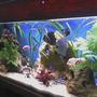 30 gallons freshwater fish tank (mostly fish and non-living decorations) - my tank is a 30 gal i have a eheim external filter with spray bar & also a 5 gal trickle filter 1 power head & heater with a white tube